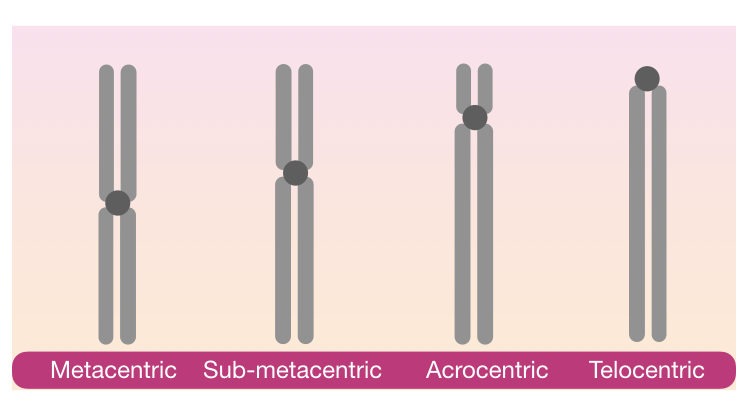 Classification of chromosomes based on the location of centromere.