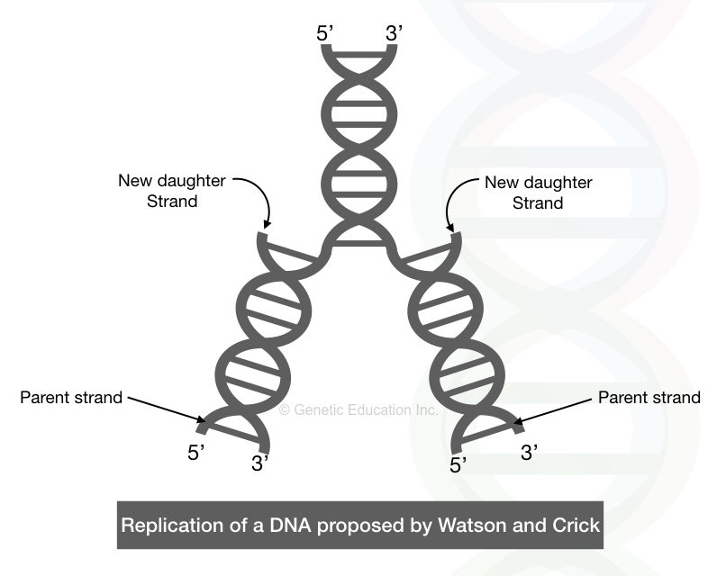 The semi-replication model suggested by Watson and Crick. 