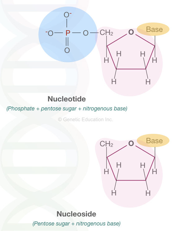The difference between nucleotide and nucleoside.