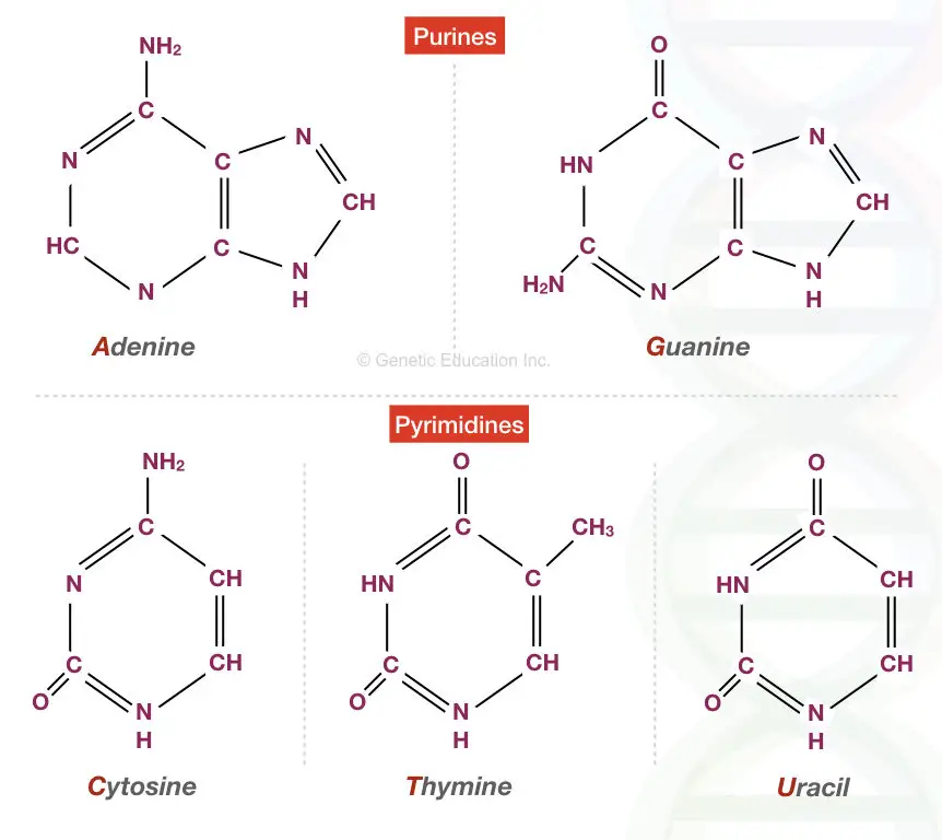 Different types of purines bases and pyrimidine bases present into the nucleic acid. 