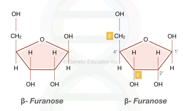 The image shows one of the major component of DNA, the pentose sugar in the beta-furanose form. 