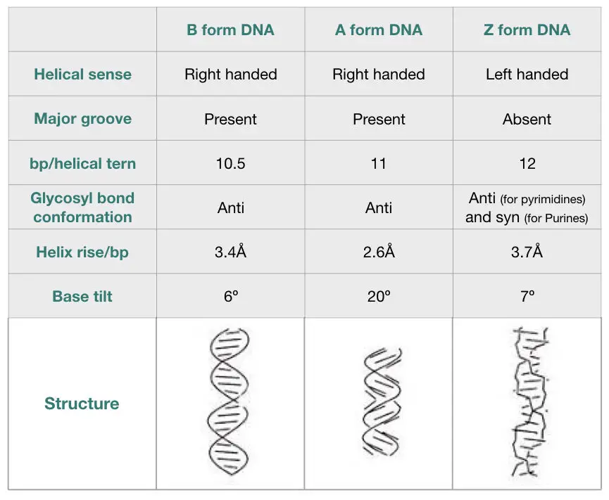 Comparison of the characteristics of B-DNA, A-DNA and Z-DNA. 