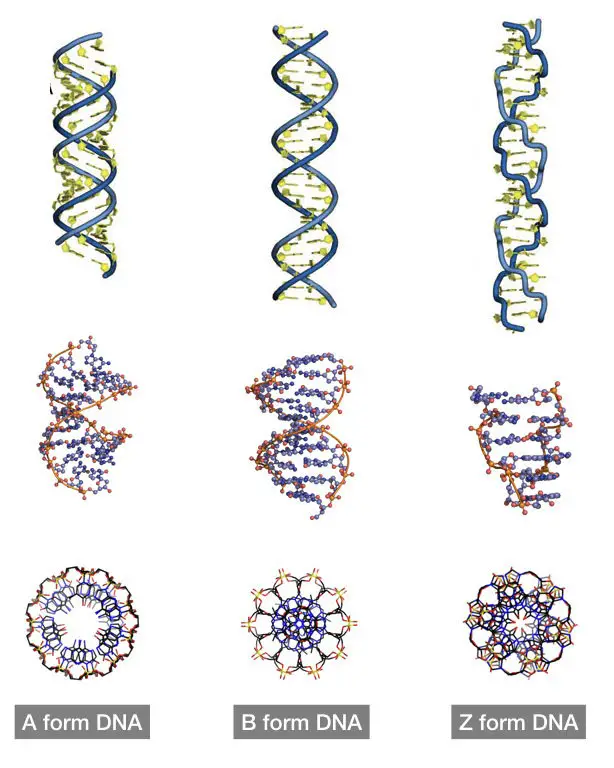 Different forms of DNA: A-DNA, B-DNA and Z-DNA. 