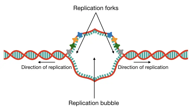 Graphical representation of how the replication bubble formed on the same DNA strand of the linear chromosome. 