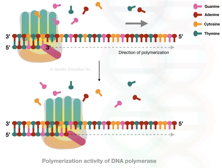 The catalytic process of DNA polymerization by DNA polymerase. 