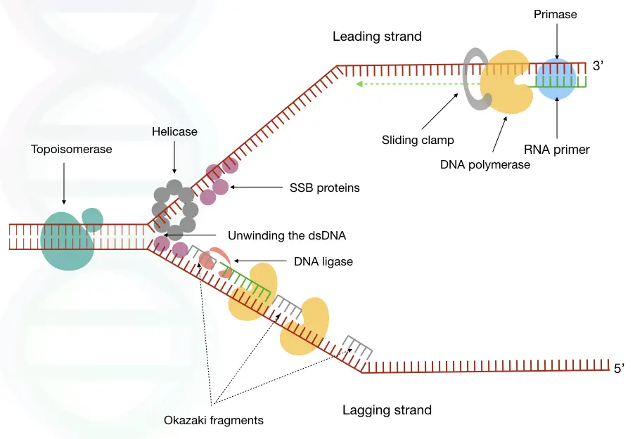 Graphical representation of the whole process of DNA replication.