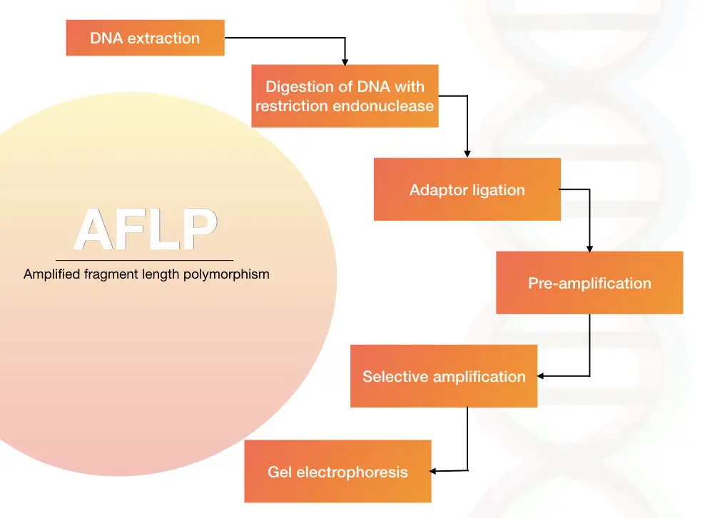 Different steps of amplified fragment length polymorphism: AFLP