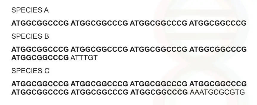 The sequence of the VNTR marker occurs one after another.