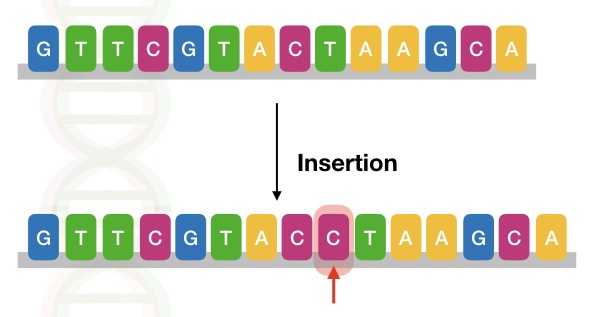 The image shows the type of insertion mutation in a DNA sequence.