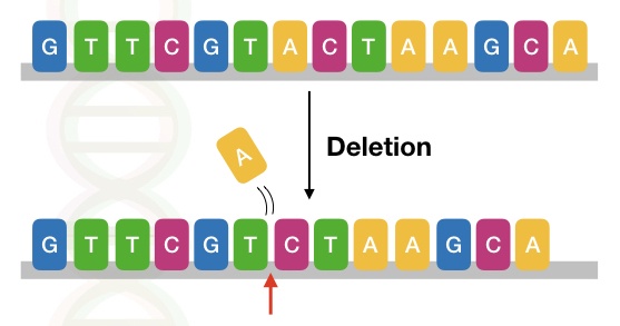 The image shows the type of deletion mutation in a DNA sequence.