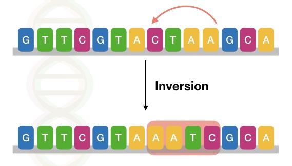 The image shows the type of inversion mutation in a DNA sequence.