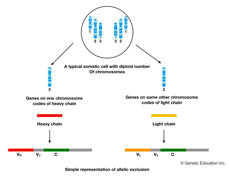immunogenetics class2.004