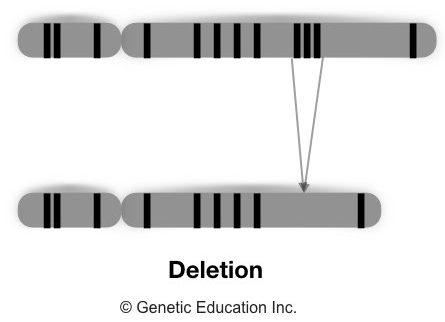Different type of genetic mutations