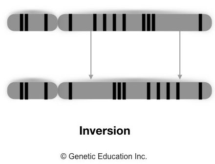 Different type of genetic mutations