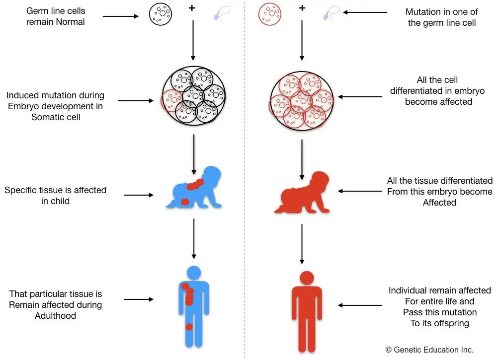 genetic mutation types