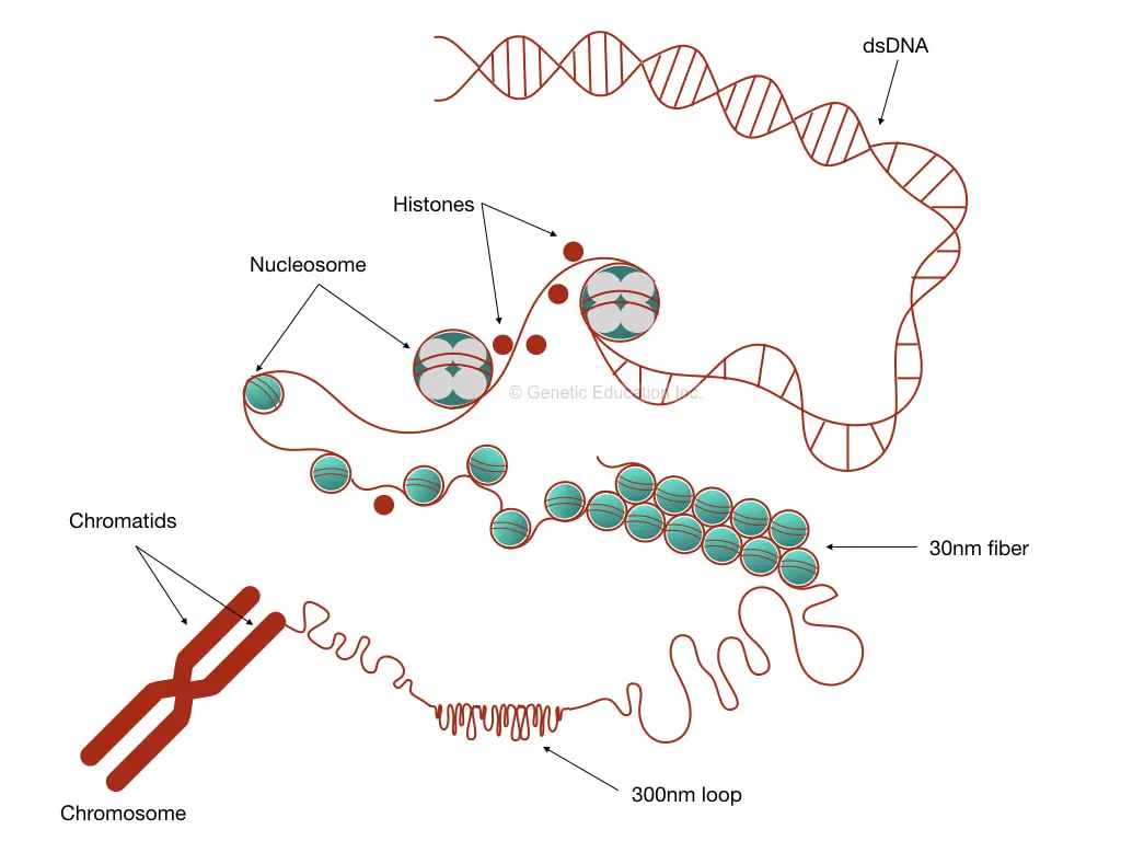 Graphical illustration of the entire process of DNA packaging in eukaryotes. 