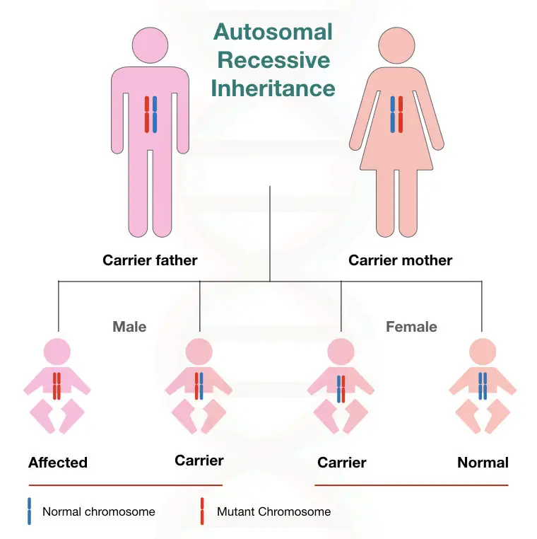 autosomal recessive inheritance