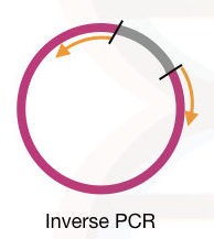 PCR primer design guidelines