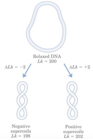 Linking number: A Topological property of DNA 