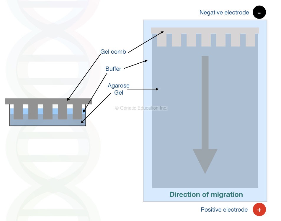 Comb setup and migration of DNA in a gel.