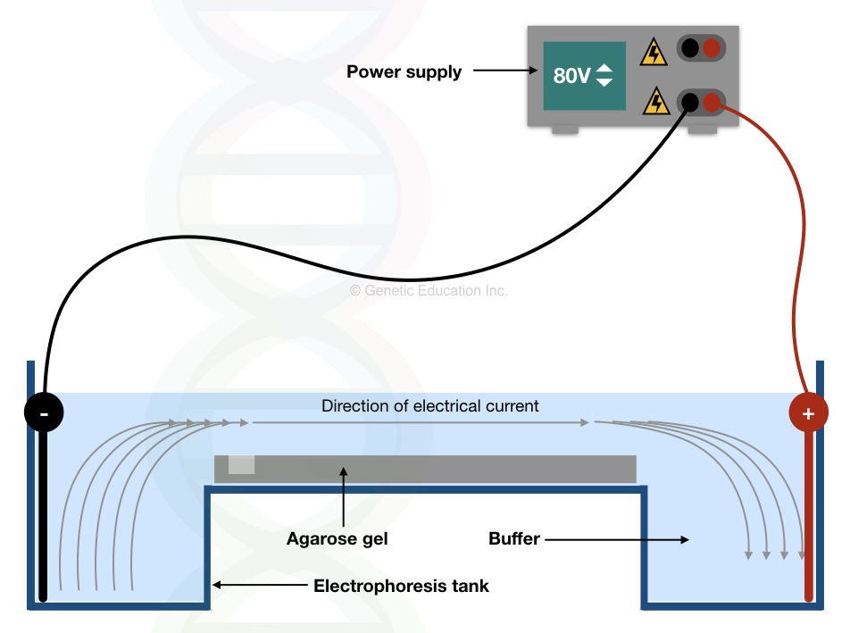 Graphical representation of the electrophoresis apparatus.