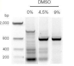 Role of DMSO in PCR: DMSO a PCR enhancer