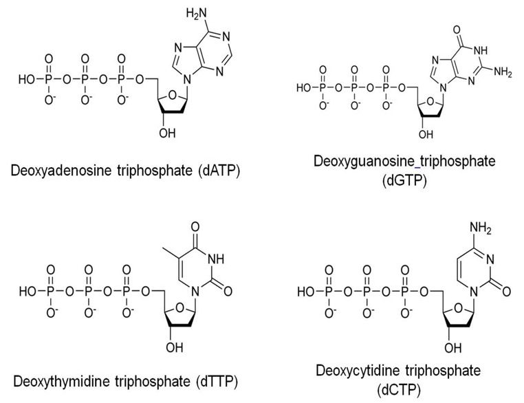 The structure of dATP, dGTP, dCTP and dTTP