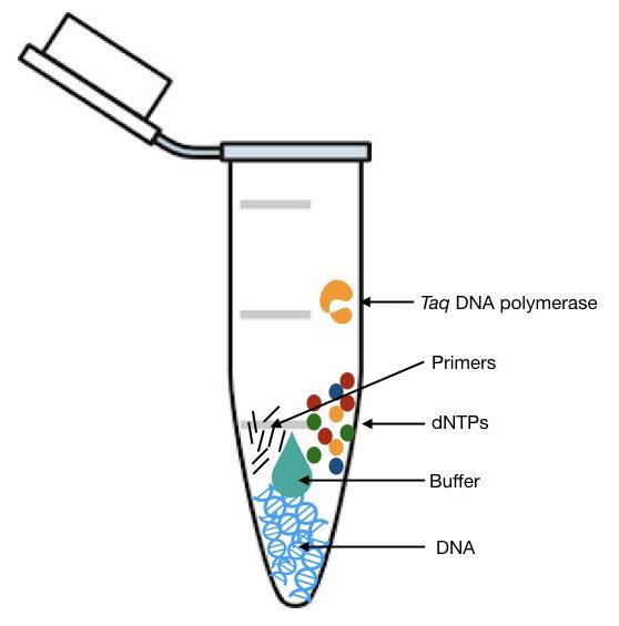 Function of taq DNA polymerase in PCR