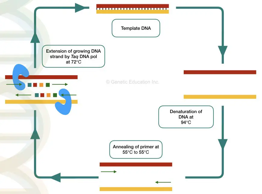 The polymerase chain reaction 