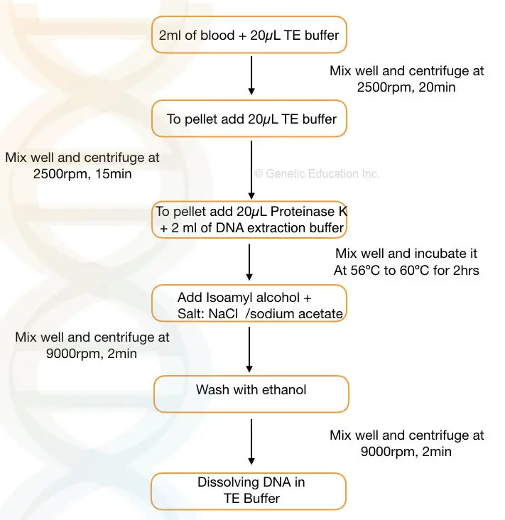 Proteinase K DNA extraction method