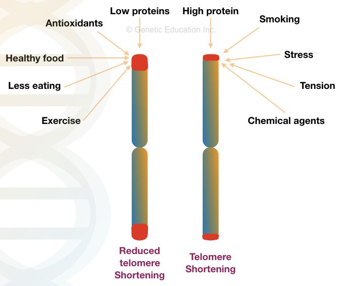 Telomeres and ageing