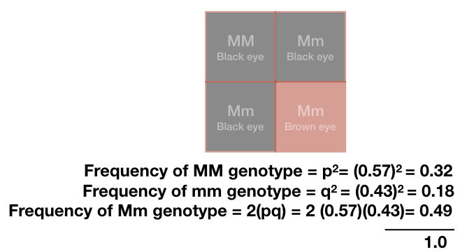 What is a genotype?- definition, frequency and methods