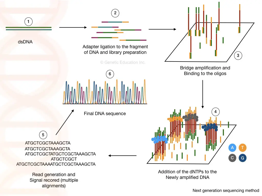 The process of next generation sequencing