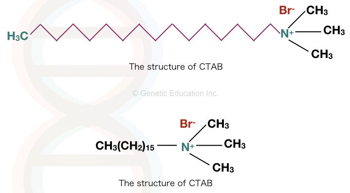 CTAB DNA extraction buffer for plant DNA extraction