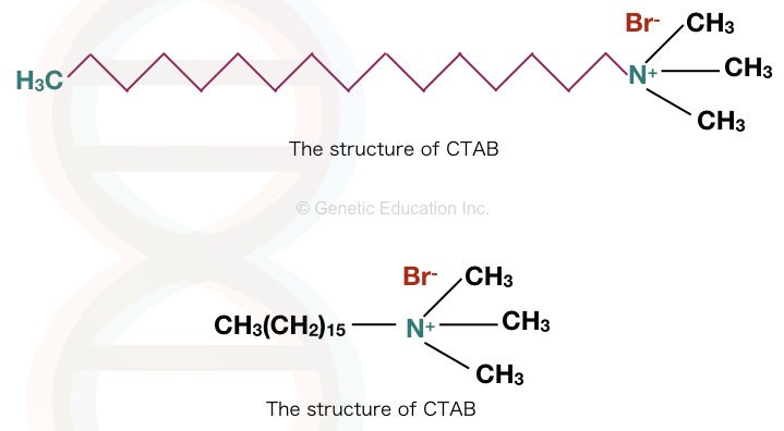 Plant DNA using CTAB