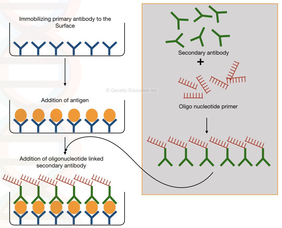 A general scheme of Immuno PCR process.