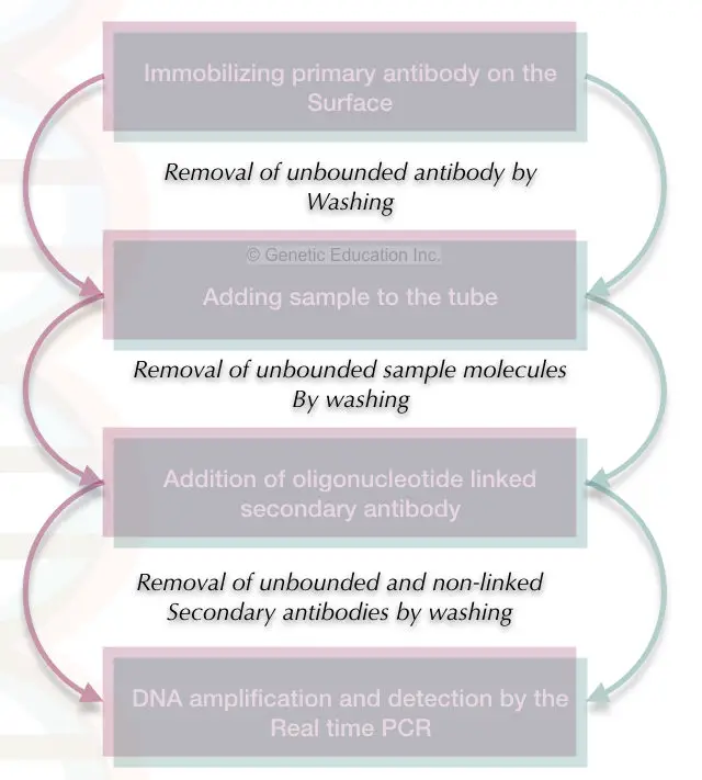 The actual process of immuno-PCR.