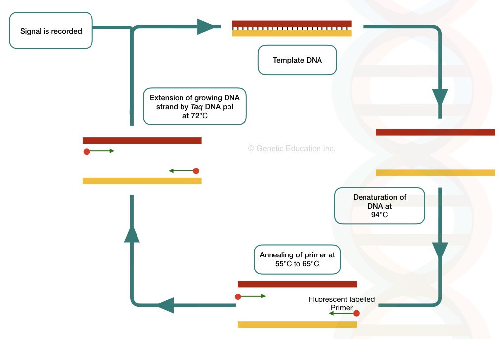 General process of Real-time PCR.