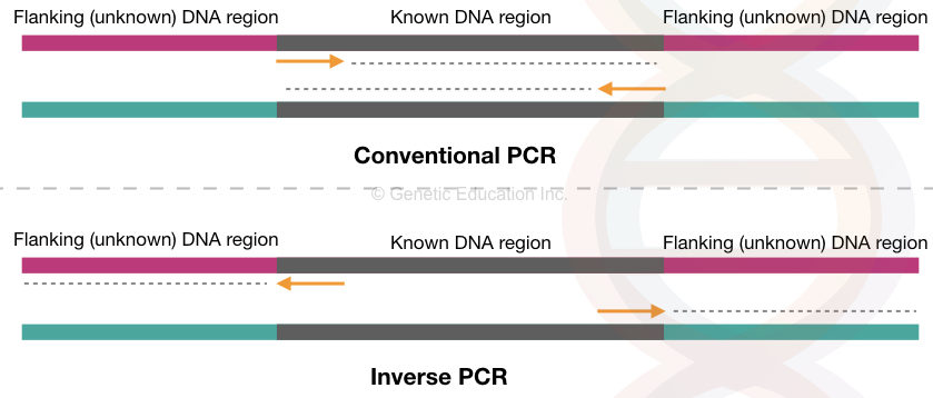 Inverse PCR: Principle, Procedure, Protocol and Applications