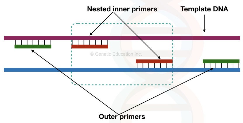 The set up of inner as well as an outer set of primers in nested PCR.