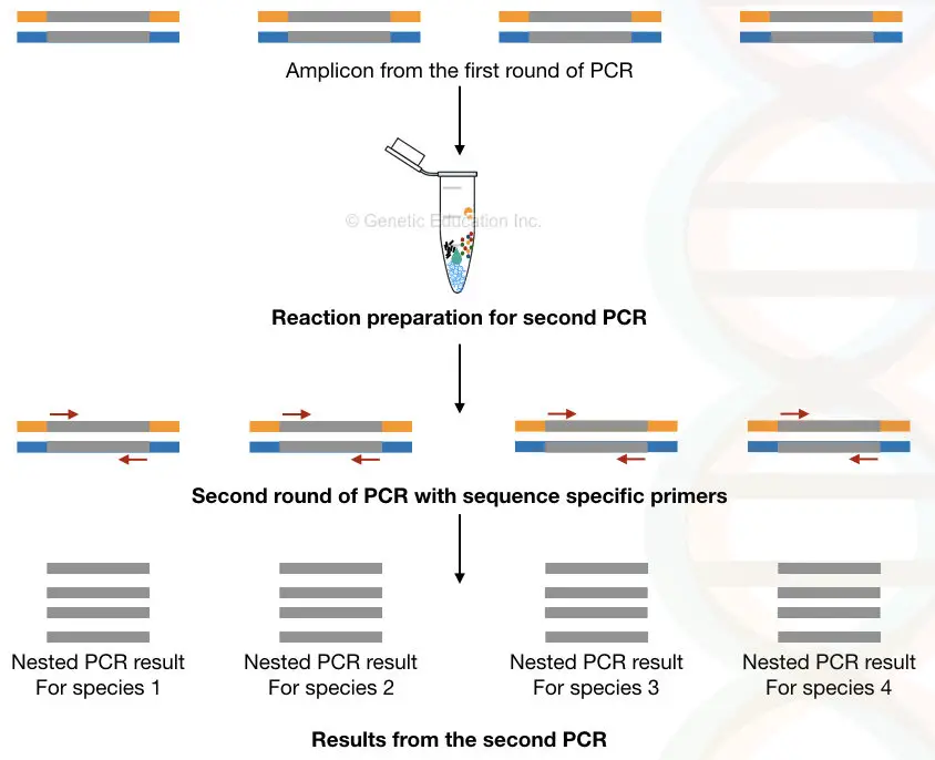 Illustration of nested-PCR showing products after the second round of amplification.