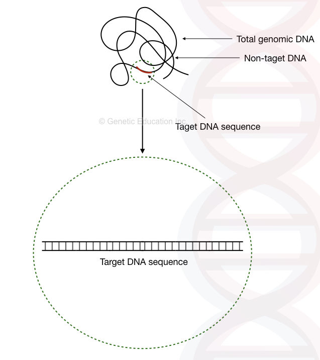 Target DNA location and whole template DNA. 