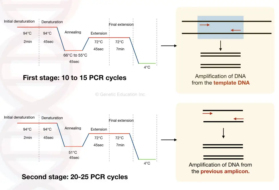 Graphical representation of first stage and second stage PCR cycles and related amplifications 