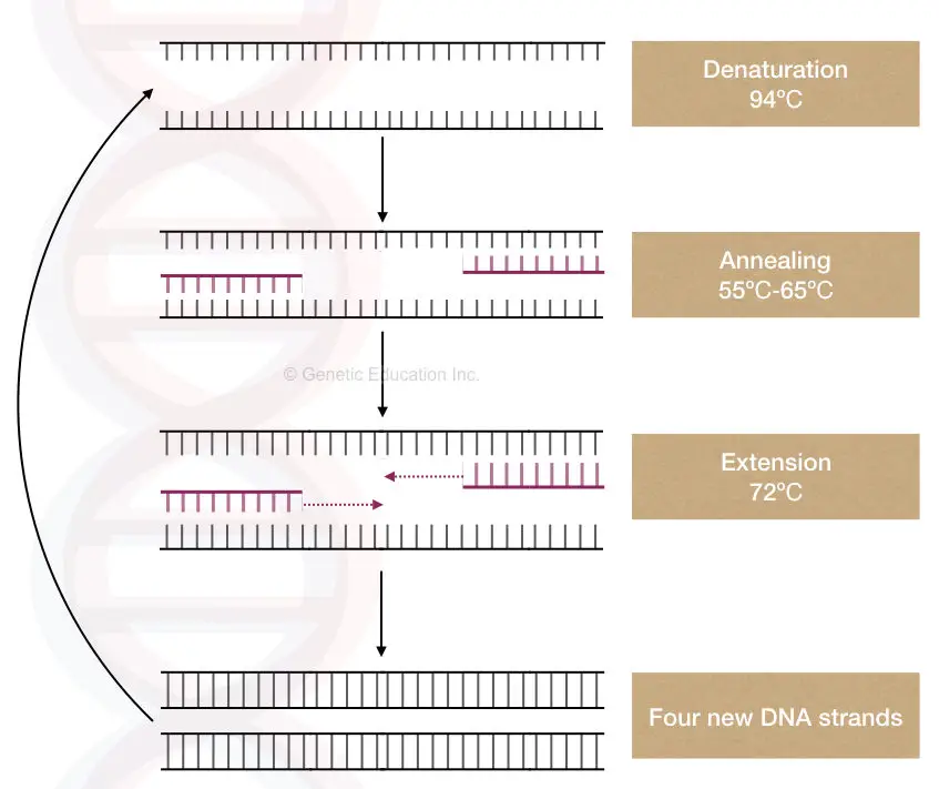 The steps of PCR denaturation, annealing and extension.