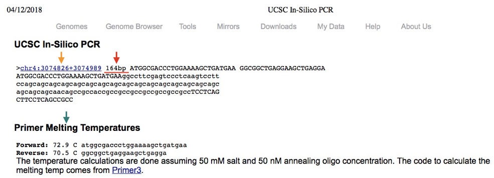 A comprehensive guide on “How to do In Silico PCR”