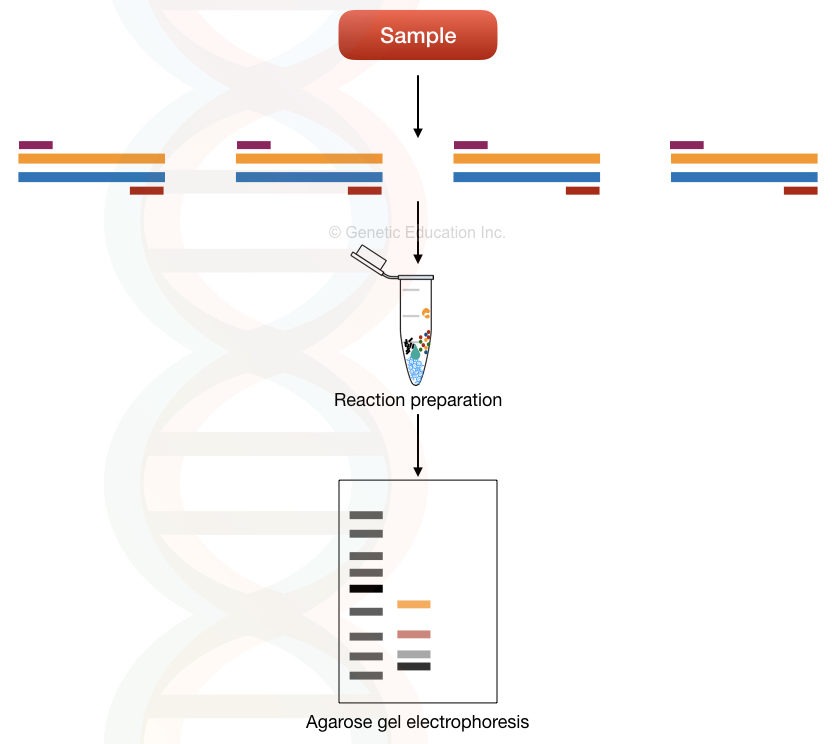 The image of multi-template multiplex PCR 