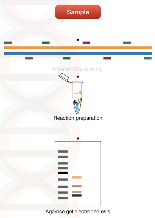 Image of single template multiplex PCR