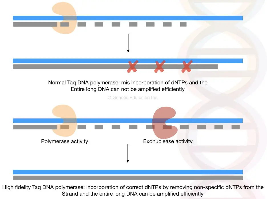 A comprehensive handbook of long-range PCR