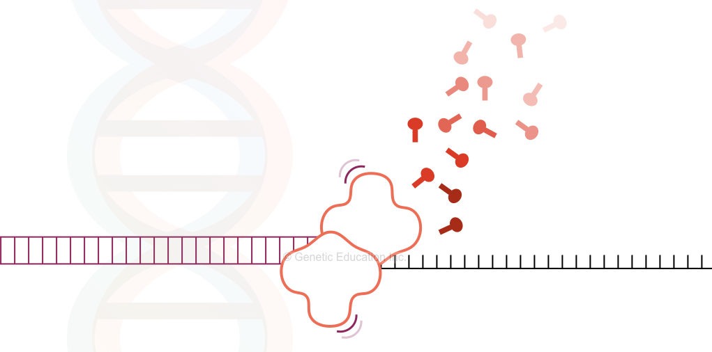 Choosing the right DNA polymerase for your PCR experiment