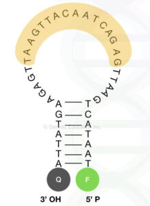 Molecular Beacon A Hairpin That Enhances Real Time PCR Specificity